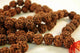 Understanding Rudraksh Beads: A Complete Guide for Beginners and Enthusiasts