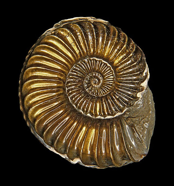 Ammonite