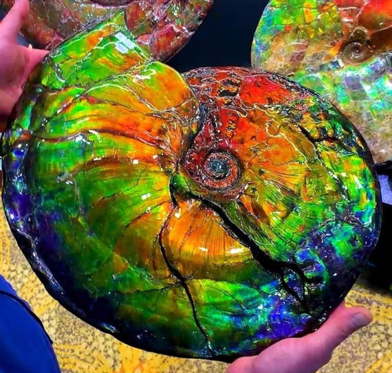 Buy Natural Ammolite Gemstone By the Lapidary Artist