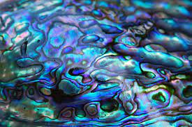 Paua Shells