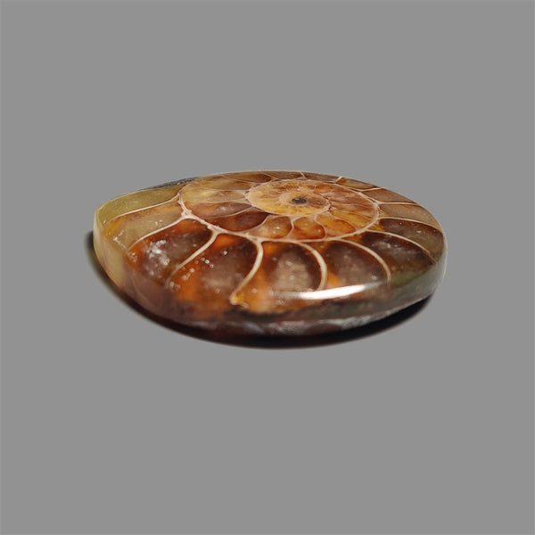 Ammonite Fossil Cabochon