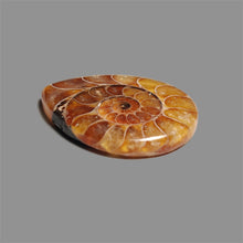Ammonite Fossil Cabochon