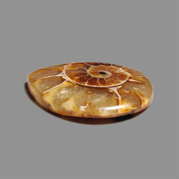 Ammonite Fossil Cabochon