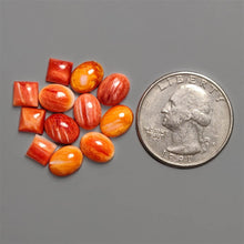 Spiny Oyster Shell Cabochons Lot