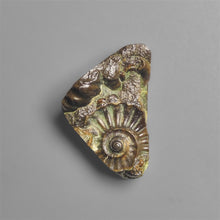Rare Marston Marble Ammonite Fossil