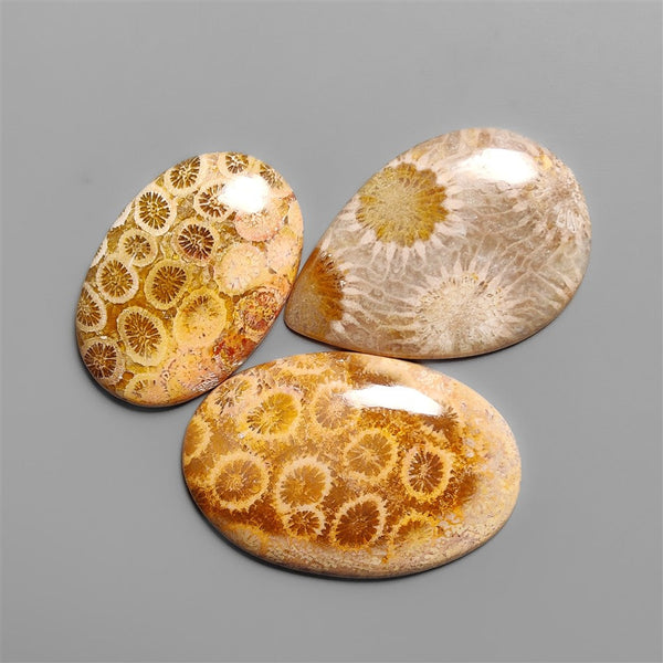Fossil Coral Cabochons Lot