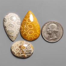 Fossil Coral Cabochons Lot