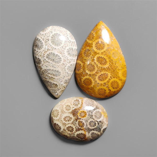Fossil Coral Cabochons Lot