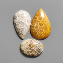 Fossil Coral Cabochons Lot