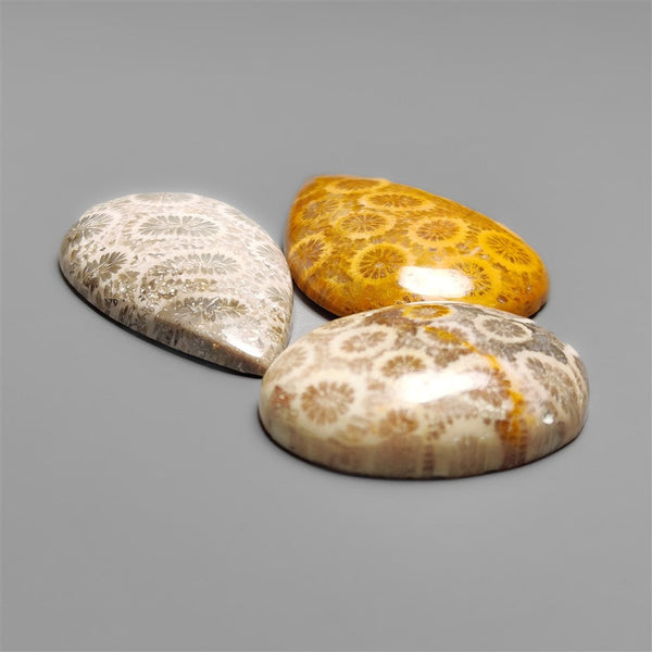 Fossil Coral Cabochons Lot