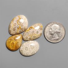 Fossil Coral Cabochons Lot