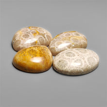 Fossil Coral Cabochons Lot