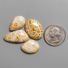 Fossil Coral Cabochons Lot