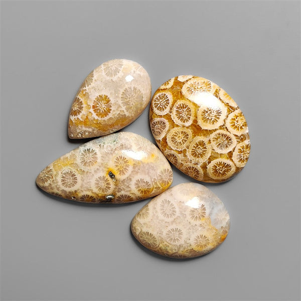 Fossil Coral Cabochons Lot