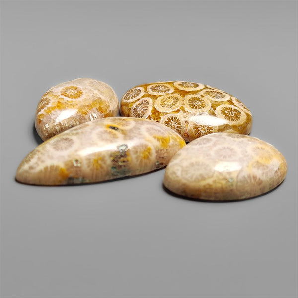 Fossil Coral Cabochons Lot