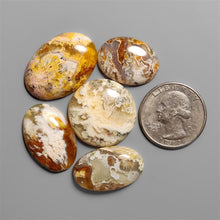 Northridge Plume Agate Cabochons Lot
