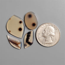 Scenic Dendritic Agates Lot