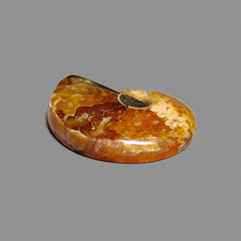 Ammonite Fossil Cabochon