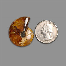 Ammonite Fossil Cabochon-5352 | Gemstone for sale | Gemstones by Lapidary Artist