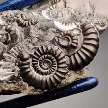 Rare Large Fossil Marston Marble Ammonite Fossil