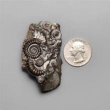 Rare Large Fossil Marston Marble Ammonite Fossil-5369 | Gemstone for sale | Gemstones by Lapidary Artist