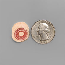 Rare Rhodochrosite Stalactite Slice from Argentina-5377 | Gemstone for sale | Gemstones by Lapidary Artist