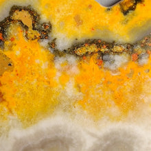 Bumblebee Jasper Butterfly