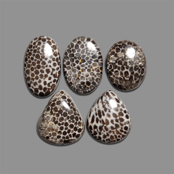 Black-Fossil-Coral-Cabochons-Lot-5055 | Gemstone for sale | Gemstones by Lapidary Artist