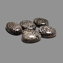 Black Fossil Coral Cabochons Lot