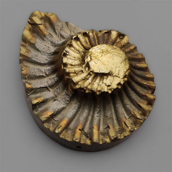 Rare Pyritized Ammonite Negative Fossil