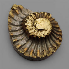 Rare Pyritized Ammonite Negative Fossil
