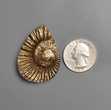 Rare Pyritized Ammonite Negative Fossil-5479 | Gemstone for sale | Gemstones by Lapidary Artist