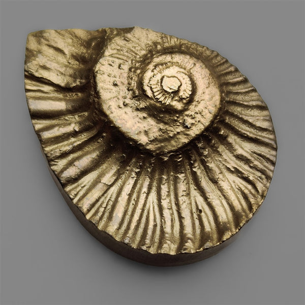 Rare Pyritized Ammonite Negative Fossil