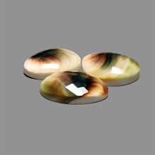 Checkerboard Cut Shiva Eye Shell Lot