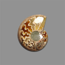 Ammonite-Fossil-Cabochon-5134 | Gemstone for sale | Gemstones by Lapidary Artist