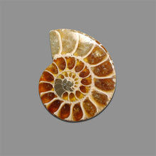 Ammonite Fossil Cabochon