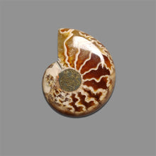 Ammonite-Fossil-Cabochon-5135 | Gemstone for sale | Gemstones by Lapidary Artist