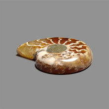 Ammonite Fossil Cabochon