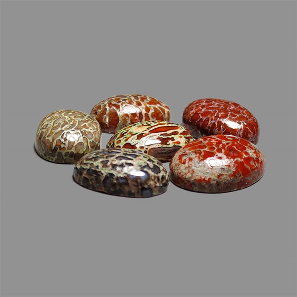 Dinosaur-Bone-Fossil-Bone-Cabochons-Lot-5217 | Gemstone for sale | Gemstones by Lapidary Artist
