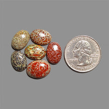 Dinosaur Bone Fossil Bone Cabochons Lot