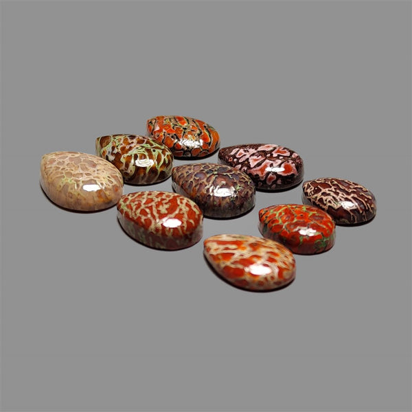 Dinosaur-Bone-Fossil-Bone-Cabochons-Lot-5218 | Gemstone for sale | Gemstones by Lapidary Artist