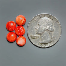 Spiny Oyster Shell Calibrated Cabochons Lot