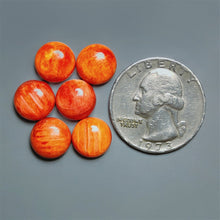 Spiny Oyster Shell Calibrated Cabochons Lot