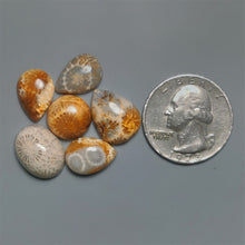 Fossil Coral Cabochons Lot