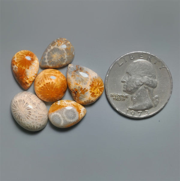 Fossil Coral Cabochons Lot