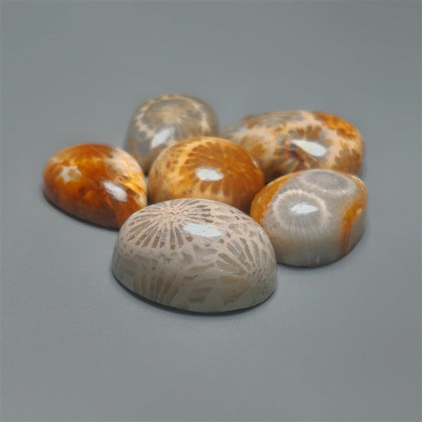 Fossil Coral Cabochons Lot