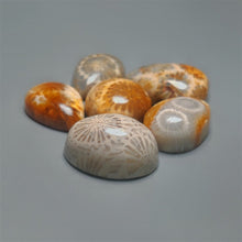 Fossil Coral Cabochons Lot
