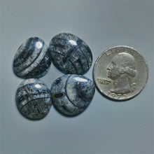 Orthoceras Fossil Cabochons Lot