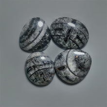 Orthoceras Fossil Cabochons Lot