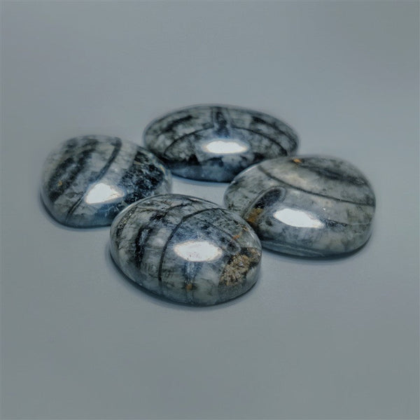 Orthoceras Fossil Cabochons Lot
